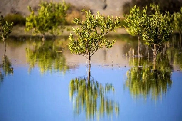 مناطق گردشگری نزدیک به خلیج نایبند