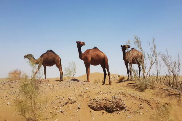 کویر مصر اصفهان